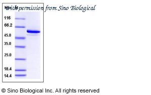 Sino Biological 10460-H20B image 1