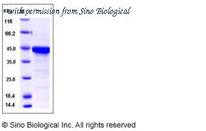 Sino Biological 11407-H09E image 1