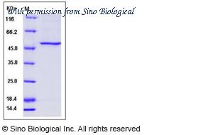 Sino Biological 12081-H07B image 1