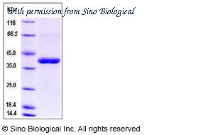 Sino Biological 13124-H07H image 1