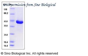 Sino Biological 13218-H07B image 1