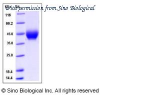 Sino Biological 13499-H08H image 1