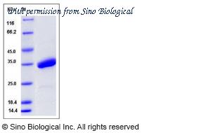 Sino Biological 50953-M02H image 1