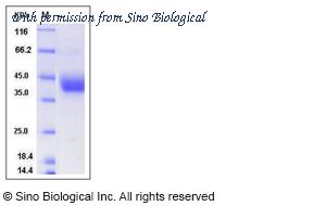 Sino Biological 51093-M08H image 1