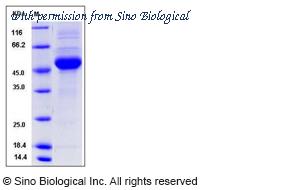 Sino Biological 80174-R02H image 1
