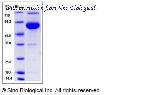 Sino Biological 80241-R02H image 1