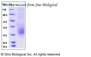 Sino Biological 90046-C08H image 1