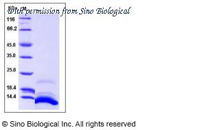 Sino Biological 13511-H07E image 1