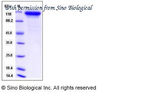 Sino Biological 50725-M08H image 1