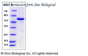 Sino Biological 50783-M20B image 1