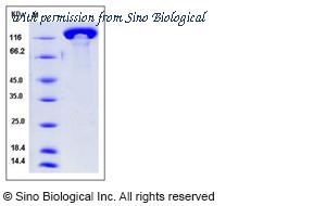 Sino Biological 51007-M08H image 1