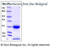 Sino Biological 12142-H08H image 1