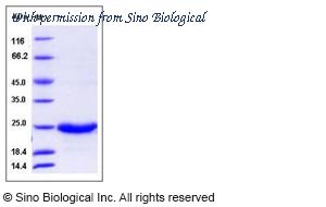 Sino Biological 13246-H08B image 1