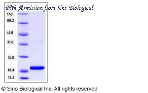 Sino Biological 13508-H08E image 1