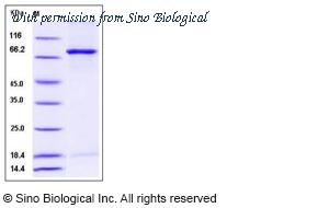 Sino Biological 50880-M20B image 1