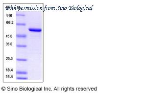 Sino Biological 80231-R09E image 1