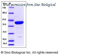 Sino Biological 12000-H09E image 1
