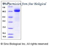 Sino Biological 10517-H08S image 1
