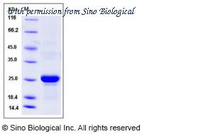Sino Biological 50700-M08H image 1