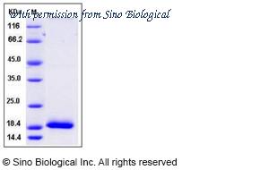 Sino Biological 10901-H08B image 1