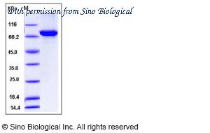 Sino Biological 12856-H20B image 1
