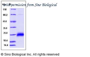 Sino Biological 13120-H08B image 1