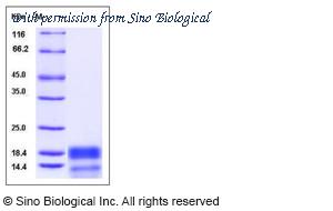 Sino Biological 13173-H07E image 1
