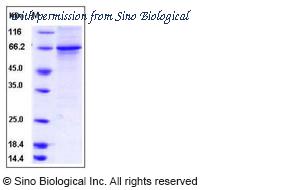Sino Biological 10201-H20B1 image 1