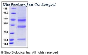 Sino Biological 10410-H08B image 1