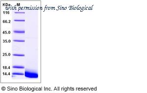 Sino Biological 10849-H07E image 1