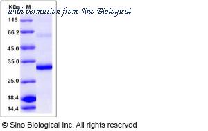 Sino Biological 10986-H08B image 1