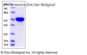 Sino Biological 12994-H07E image 1