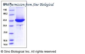 Sino Biological 13659-H07E image 1