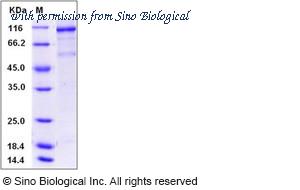 Sino Biological 10012-H20B1 image 1