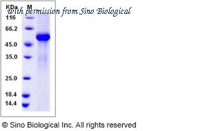 Sino Biological 51002-M02H image 1