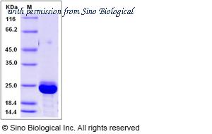 Sino Biological 70006-D08H image 1
