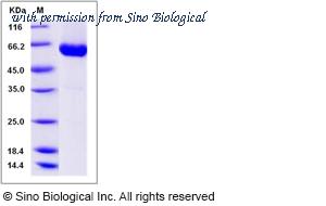 Sino Biological 80106-R02H image 1