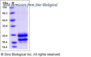 Sino Biological 80174-R08H image 1