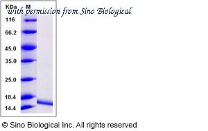 Sino Biological 10124-HNCE1 image 1