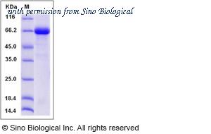 Sino Biological 10563-H01H image 1