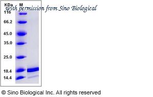 Sino Biological 10607-HNCE1 image 1