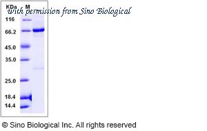 Sino Biological 11573-H20B image 1