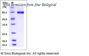 Sino Biological 11597-H20B image 1