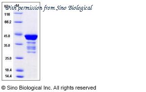 Sino Biological 12432-H09E image 1