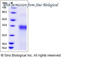 Sino Biological 12623-H08H image 1