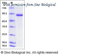 Sino Biological 13256-H05H image 1
