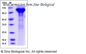 Sino Biological 13848-H08H image 1