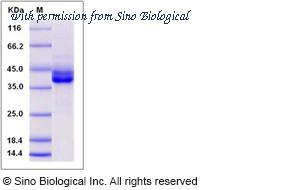 Sino Biological 13906-HNAH image 1