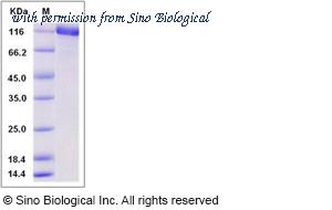 Sino Biological 50082-M07B image 1