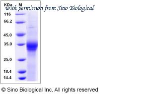 Sino Biological 80187-R08H image 1
